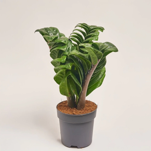 Заміокулькас Зензі 4ст., артикул: 50509 Зображення товару Заміокулькас Зензі 4ст., артикул: 50509