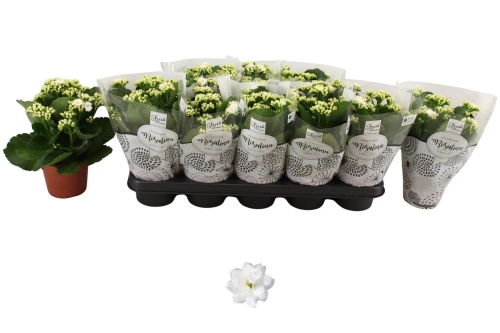 Зображення товару Каланхоє біле, артикул: 57315