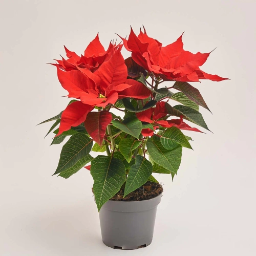 Зображення товару Пуансетія Марс, артикул: 54051