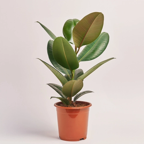 Фікус ел Робуста, артикул: 13564 Зображення товару Фікус ел Робуста, артикул: 13564