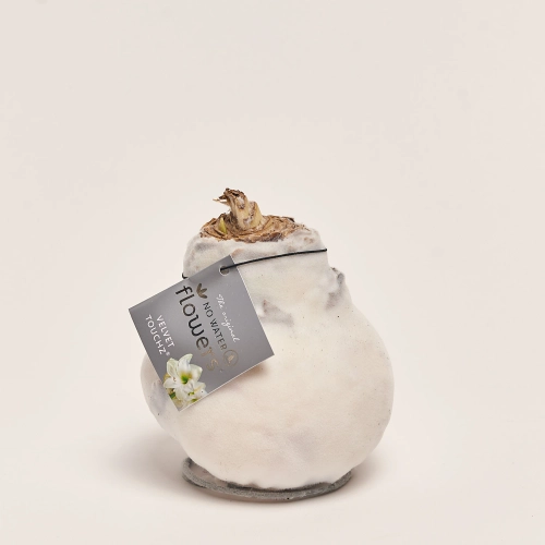 Зображення товару Амариліс "Вельвет Тач" мікс, артикул: 53628