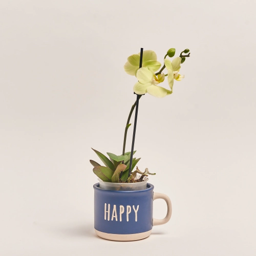 Фаленопсис міні 1ст. в кер., артикул: 50231 Зображення товару Фаленопсис міні 1ст. в кер., артикул: 50231