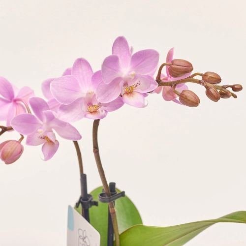 Зображення товару Фаленопсис міні мікс в кер. 2ст., артикул: 1322