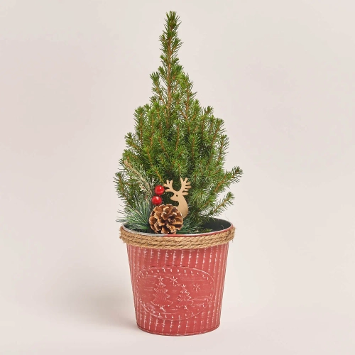 Ялина Перфекта декор в цинк. горщ., артикул: 54153 Зображення товару Ялина Перфекта декор в цинк. горщ., артикул: 54153