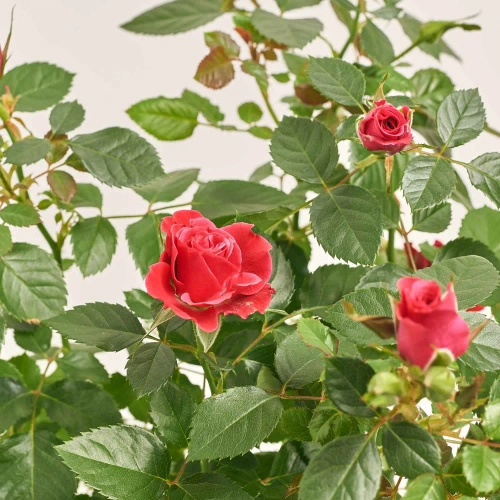 Троянда мікс, артикул: 4547 Зображення товару Троянда мікс, артикул: 4547