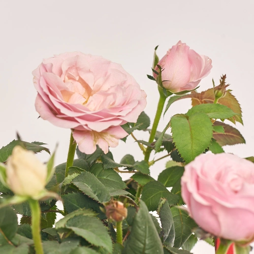 Троянда мікс в кер., артикул: 44643 Зображення товару Троянда мікс в кер., артикул: 44643