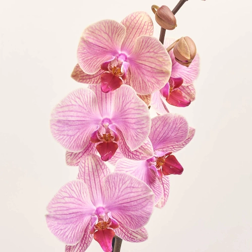 Зображення товару Фаленопсис 1ст. мікс, артикул: 17941