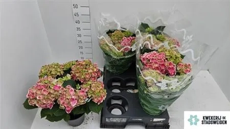 Зображення товару Гортензія рожево-біла 8ст., артикул: 58389