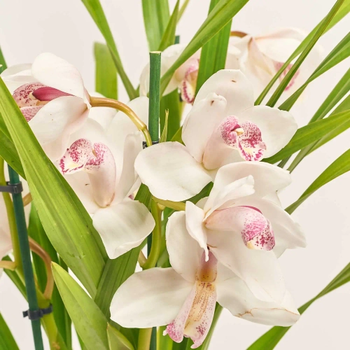 Цимбідіум мікс 3ст., артикул: 44645 Зображення товару Цимбідіум мікс 3ст., артикул: 44645