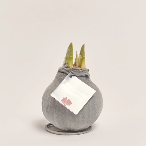 Зображення товару Амариліс "Вельвет Тач" Сільвер, артикул: 54183