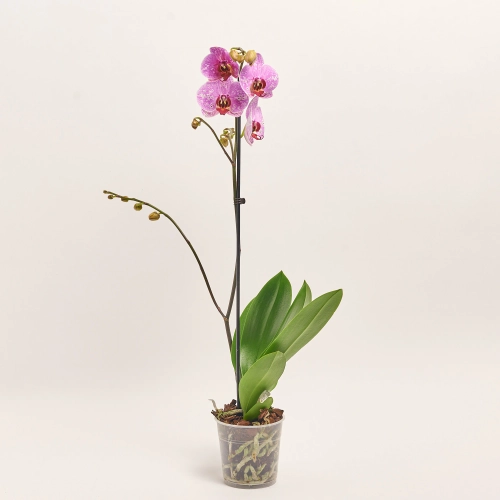 Зображення товару Фаленопсис 1ст. мікс, артикул: 17941