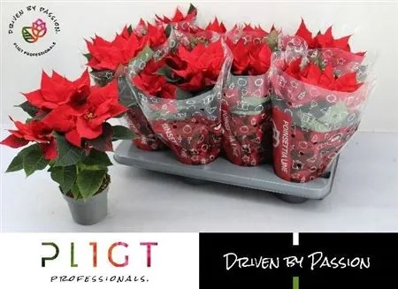 Пуансетія Крісмас Юніверс, артикул: 54790 Зображення товару Пуансетія Крісмас Юніверс, артикул: 54790