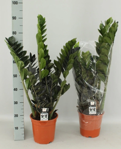 Зображення товару Заміокулькас Равен 7ст., артикул: 56282