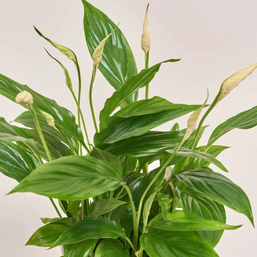 Спатифіллум Белліні в кер., артикул: 26369 Зображення товару Спатифіллум Белліні в кер., артикул: 26369