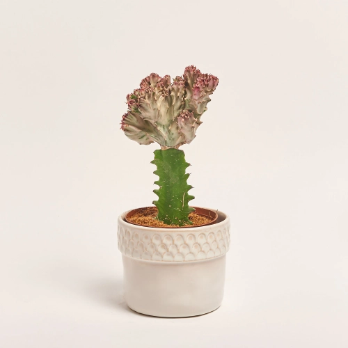 Зображення товару Еуфорбія Лактея Крістата в кер., артикул: 37586