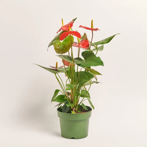 Зображення товару Антуріум Оклахома, артикул: 18307