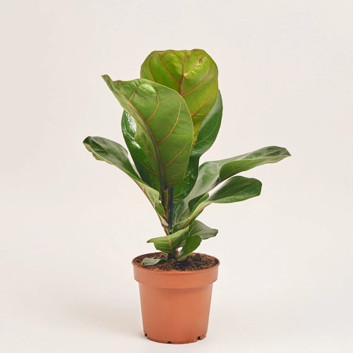 Зображення товару Фікус Лірата Бамбіно, артикул: 56042