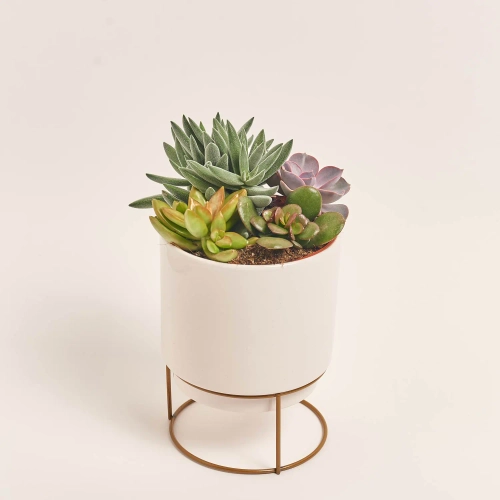 Зображення товару Сукулент мікс в горщ. в кераміці, артикул: 49690