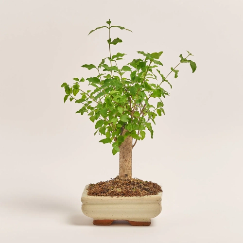 Бонсай в кер., артикул: 17924 Зображення товару Бонсай в кер., артикул: 17924