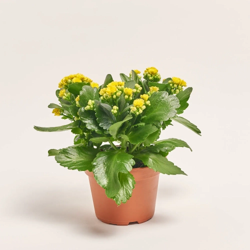 Зображення товару Каланхоє мікс, артикул: 18511