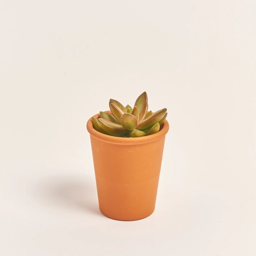Зображення товару Сукулент мікс у глин. горщ., артикул: 49755