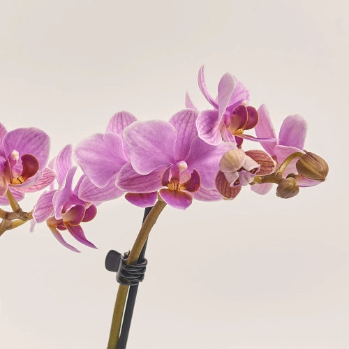 Зображення товару Фаленопсис Мф 2ст. в кер, артикул: 38133