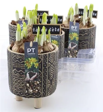 Зображення товару Нарцис Тет-а-Тет в кер., артикул: 55514