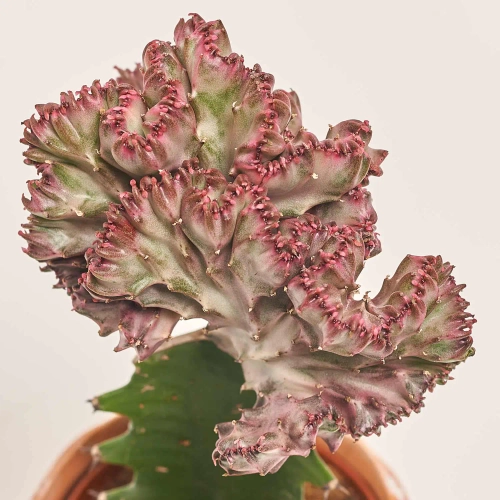 Зображення товару Еуфорбія Лактея Крістата в кер., артикул: 30796