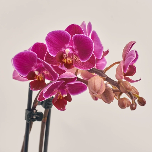 Зображення товару Фаленопсис мультифлора 1/2ст. мікс, артикул: 53124