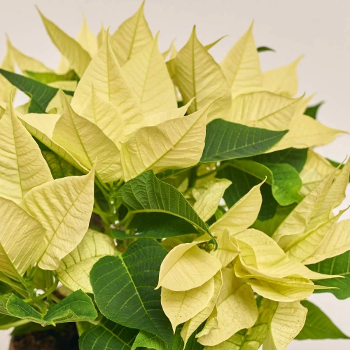 Зображення товару Пуансетія Крісмас Лайм, артикул: 54301