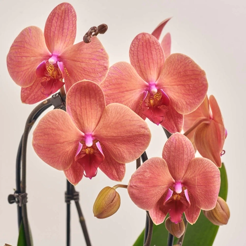 Зображення товару Фаленопсис каскад 2ст. мікс, артикул: 18513