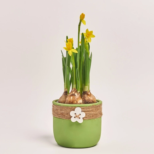 Нарцис Тет-а-тет в кер., артикул: 44298 Зображення товару Нарцис Тет-а-тет в кер., артикул: 44298