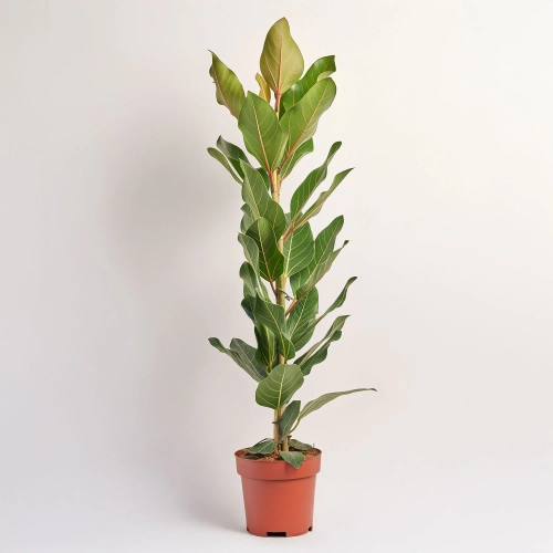 Фікус бенгальський Джой, артикул: 47745 Зображення товару Фікус бенгальський Джой, артикул: 47745