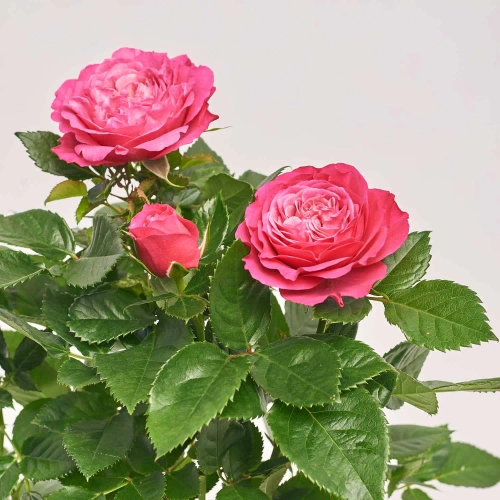 Троянда мікс, артикул: 1295 Зображення товару Троянда мікс, артикул: 1295