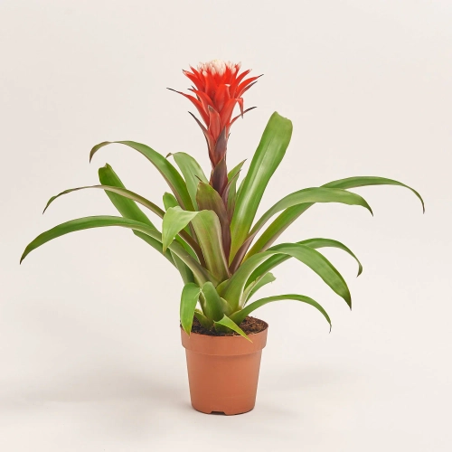 Зображення товару Гузманія Хоуп, артикул: 36743