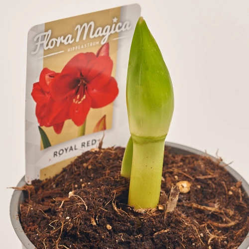 Зображення товару Амариліс мікс, артикул: 44283