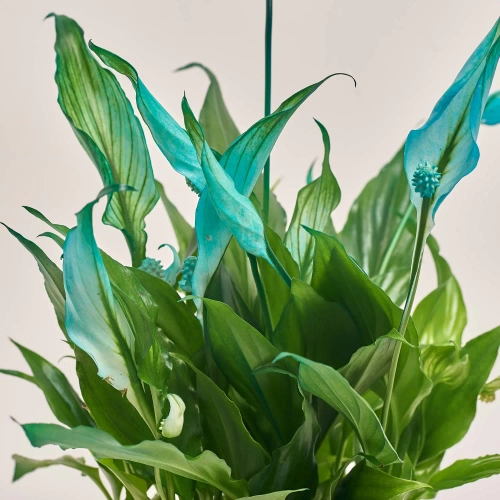 Спатифіллум Шопен фарб., артикул: 53831 Зображення товару Спатифіллум Шопен фарб., артикул: 53831