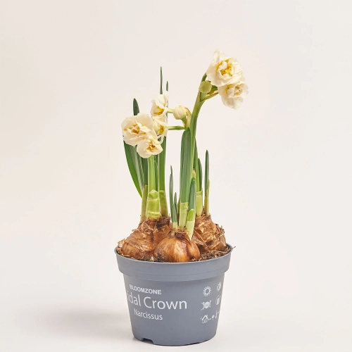 Зображення товару Нарцис Брайдал Краун, артикул: 45407