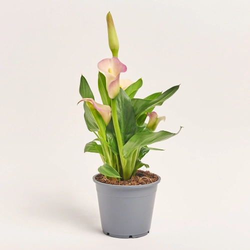 Зображення товару Зантедескія Капітан Марерро, артикул: 55854