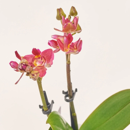 Зображення товару Фаленопсис міні мікс в кер. 2ст., артикул: 1322