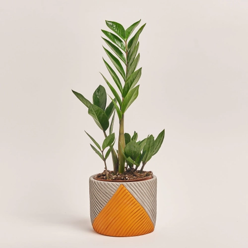 Зображення товару Заміокулькас 3ст. в кер., артикул: 54991