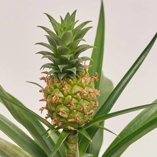 Зображення товару Ананас Аміго в кер., артикул: 55611