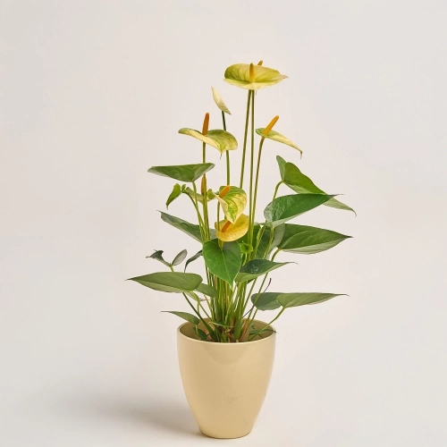 Зображення товару Антуріум Ваніла, артикул: 55603