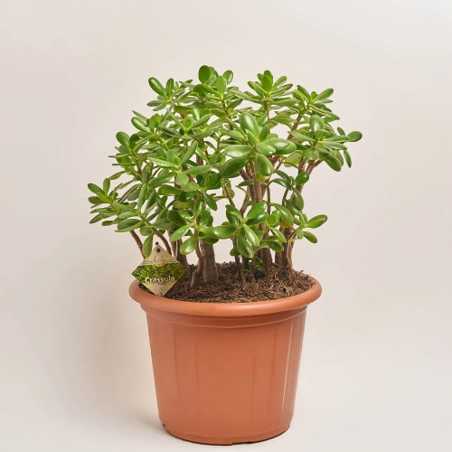 Красула Овата, артикул: 53875 Зображення товару Красула Овата, артикул: 53875