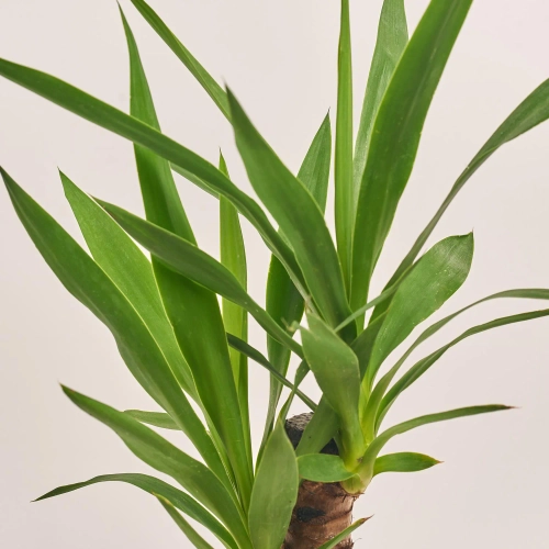 Зображення товару Юкка 1ст., артикул: 19073