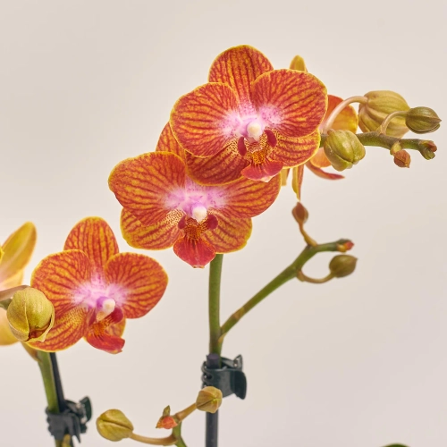 Зображення товару Фаленопсис мультифлора 2ст. мікс, артикул: 24620