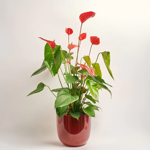 Зображення товару Антуріум та Кашпо Сет 501, артикул: 33931