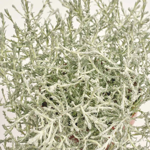 Зображення товару Леукофіта Брауні, артикул: 57147