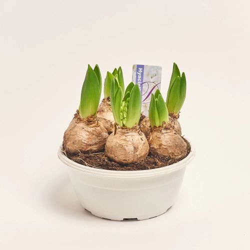 Гіацинт мікс, артикул: 34912 Зображення товару Гіацинт мікс, артикул: 34912