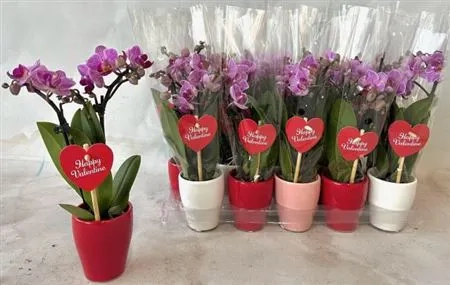 Зображення товару Фаленопсис міні 2ст. рожевий, артикул: 55521